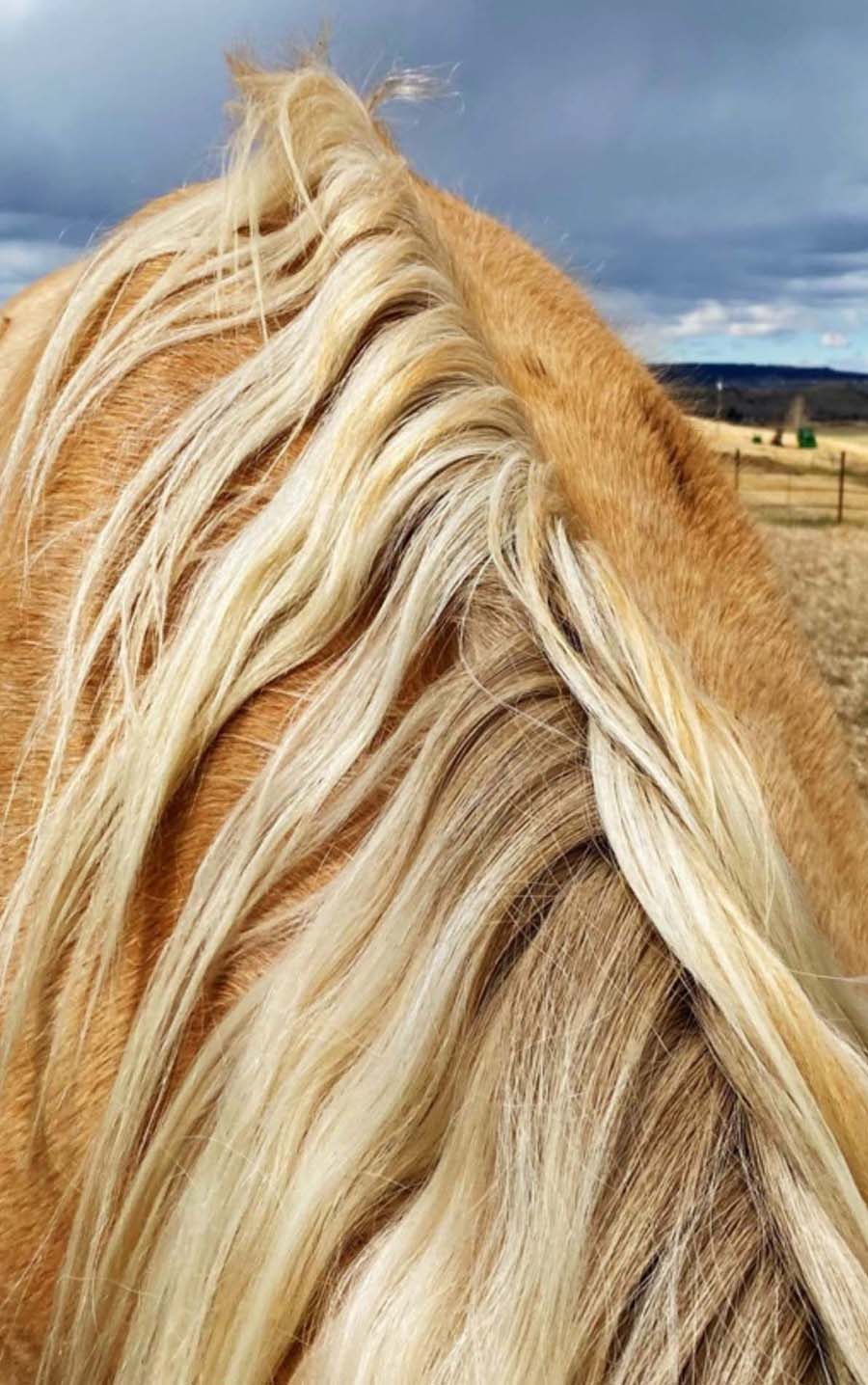 An Oniya horse with a blonde coat and mane