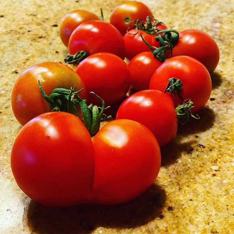 Oniya-grown tomatoes