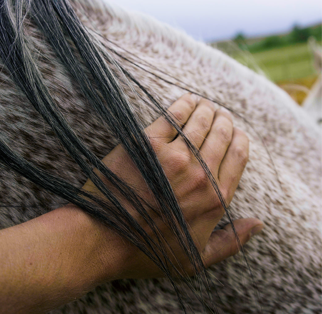 A human hand on a horse during Equine Assisted Learning