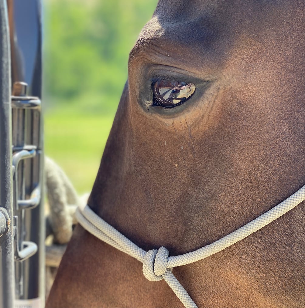 Closeup shot of a horse's face