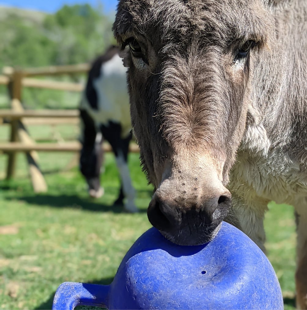 Daisy the donkey playing with her ball